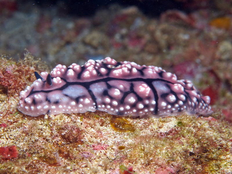 Wart slug, Wreck Point